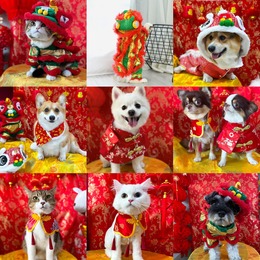 แฟชั่นสัตว์เลี้ยงตามเทศกาล